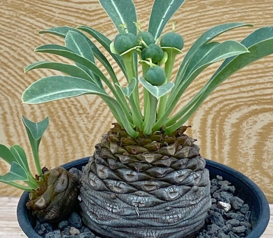 Euphorbia bupleurifolia seeds