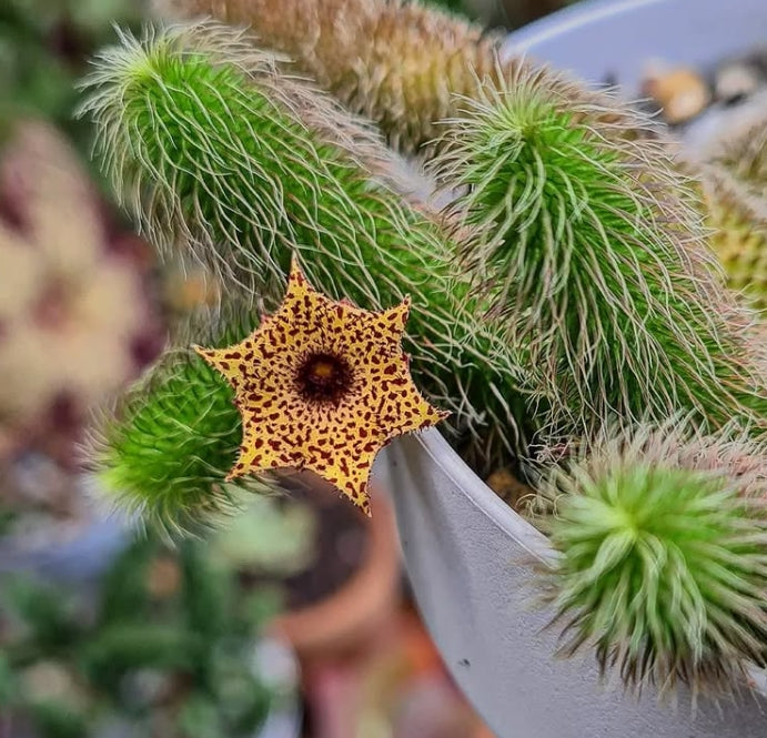 Stapelianthus pilosus seeds