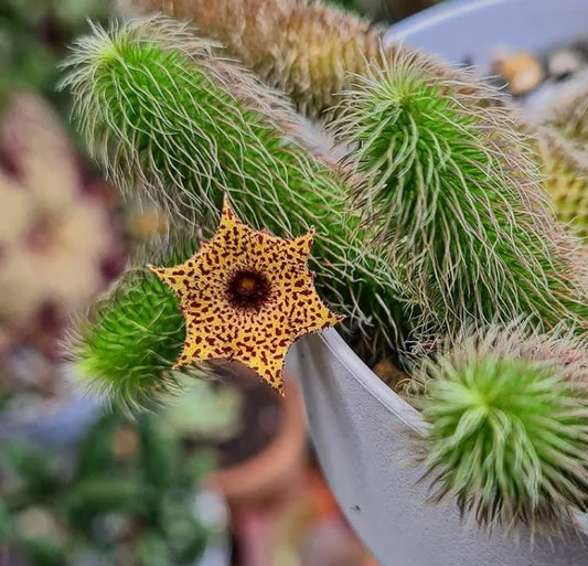 Stapelianthus pilosus seeds