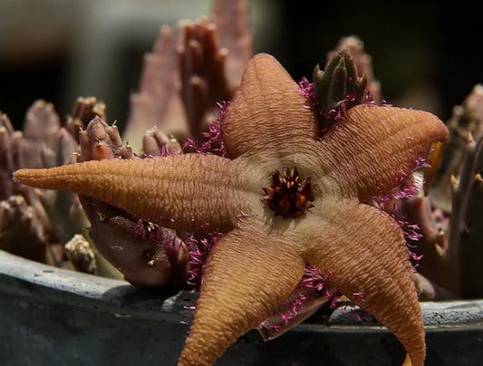 Stapelia schinzii seeds