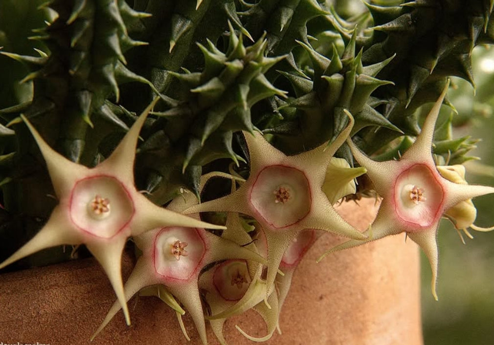 Huernia Verekeri seeds