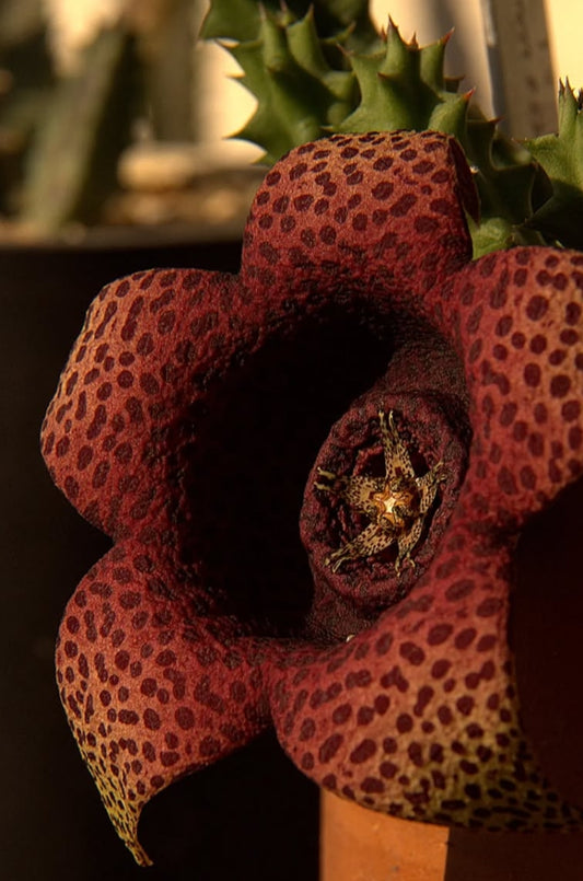 Tavaresia purple nurple seeds