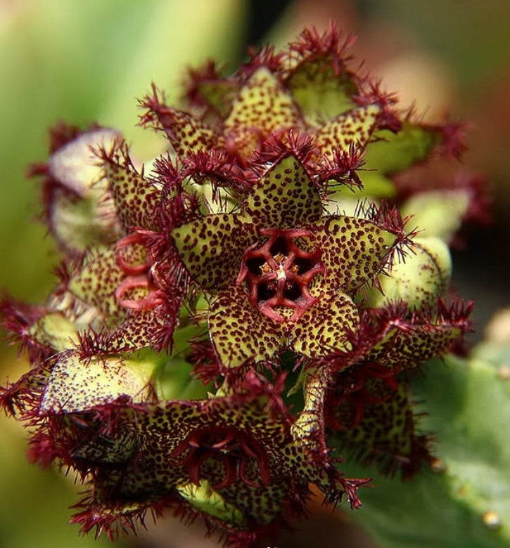 Caralluma foulcheri-delboscii var. greenbergiana seeds