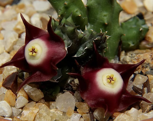 Duvalia pillansii seeds