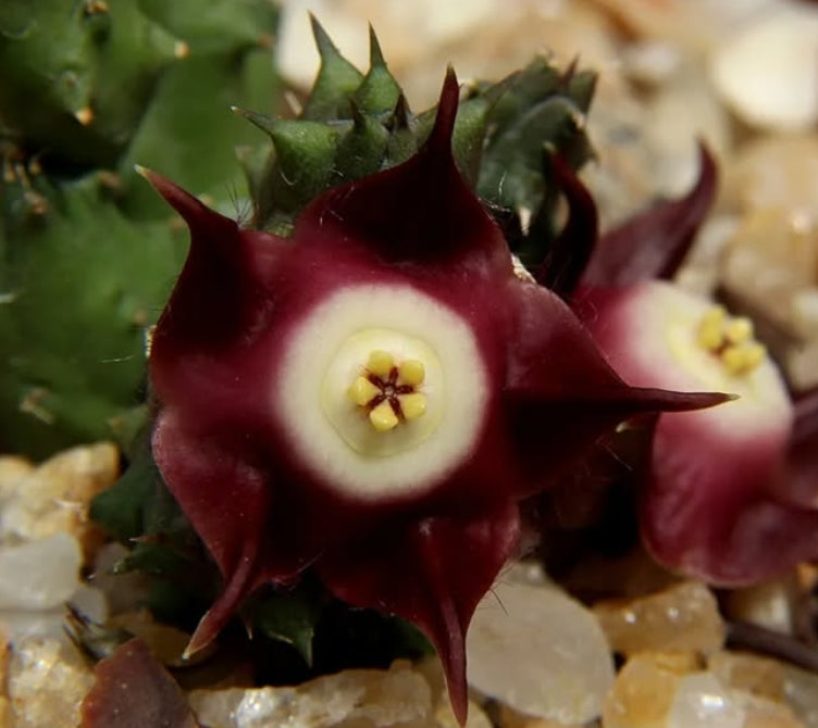 Duvalia pillansii seeds