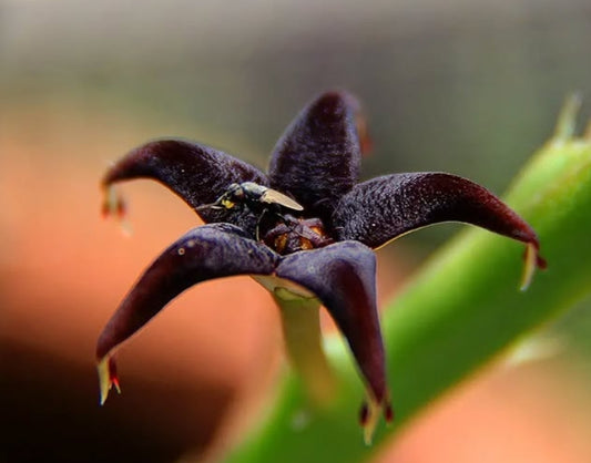 Caralluma Stalagmifera seeds