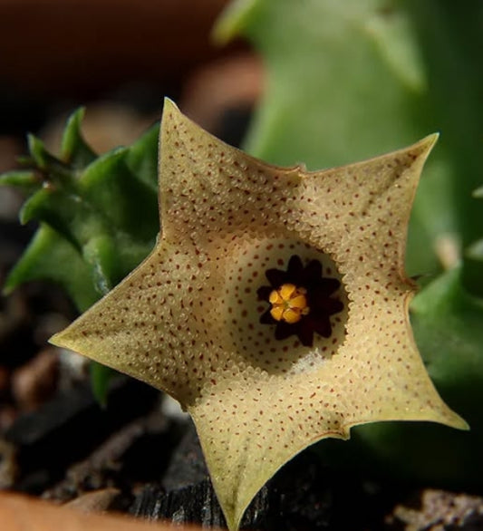 Huernia namaquensis seeds