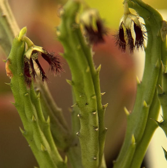 Caralluma adscendens var. fimbriata seeds