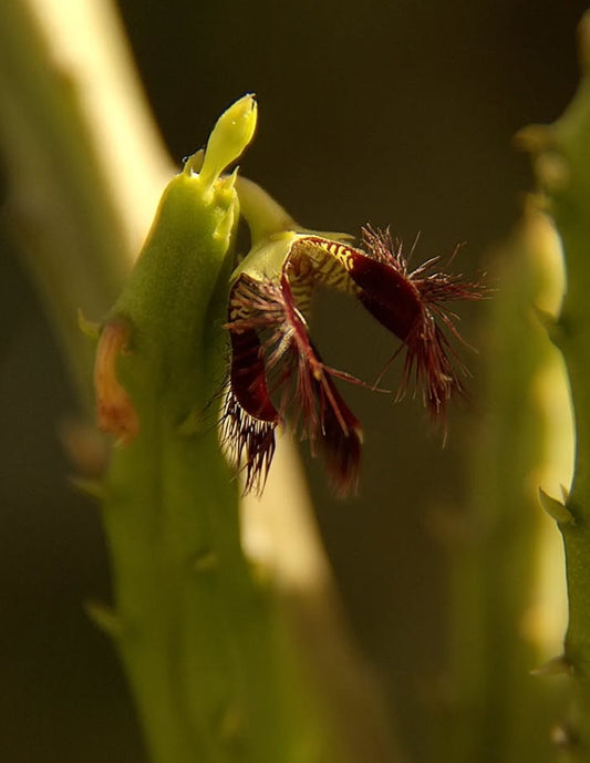 Caralluma adscendens var. fimbriata seeds