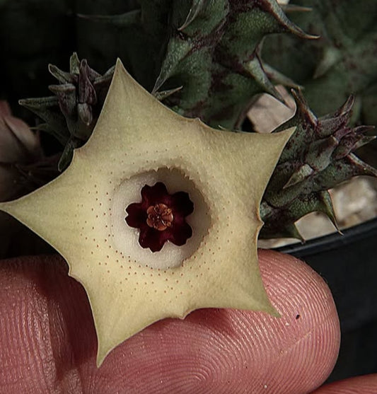 Huernia Macrocarpa seeds