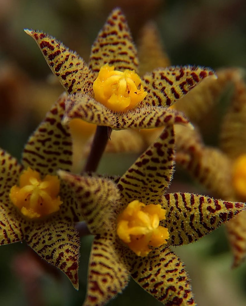 Piaranthus geminatus subs. decorus seeds