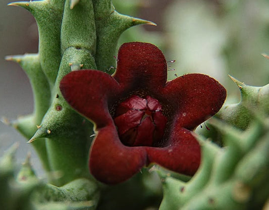 Piaranthus decipiens seeds