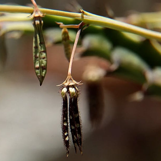 Caralluma turneri seeds