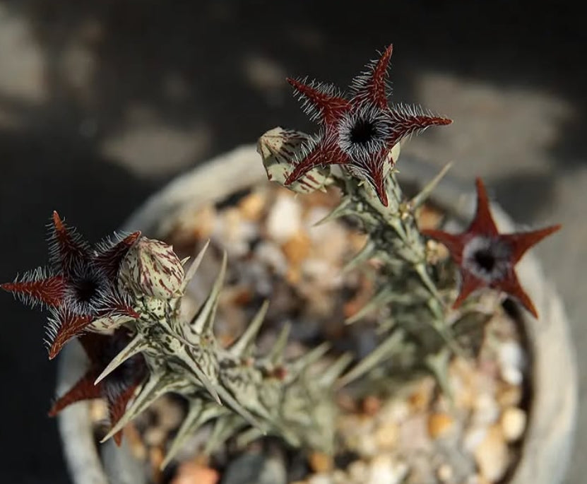 Orbea tubiformis seeds