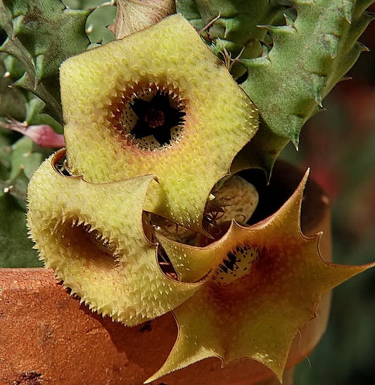 Huernia freaks hybrid seeds