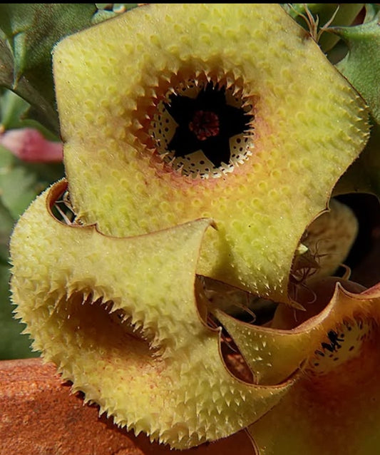 Huernia freaks hybrid seeds