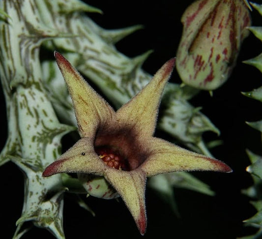 Orbea deflersiana seeds