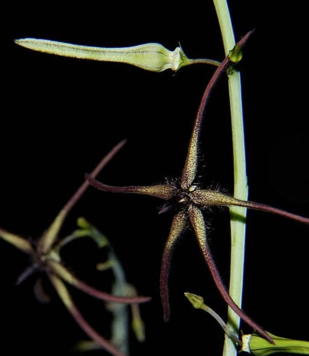 Caralluma arachnoidea seeds