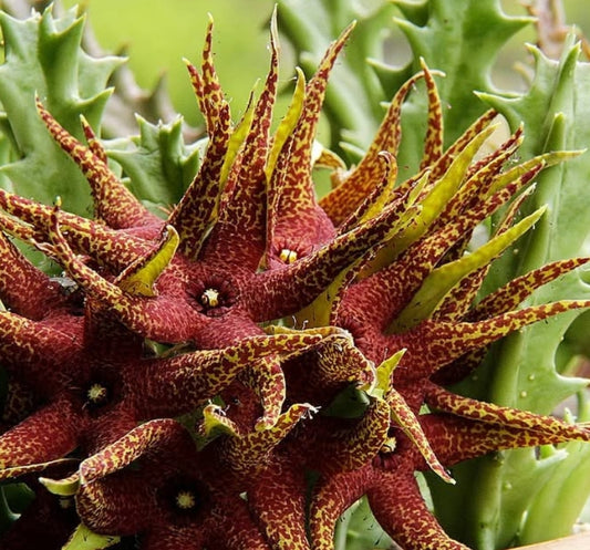 Orbea Lutea SSP. Vaga seeds