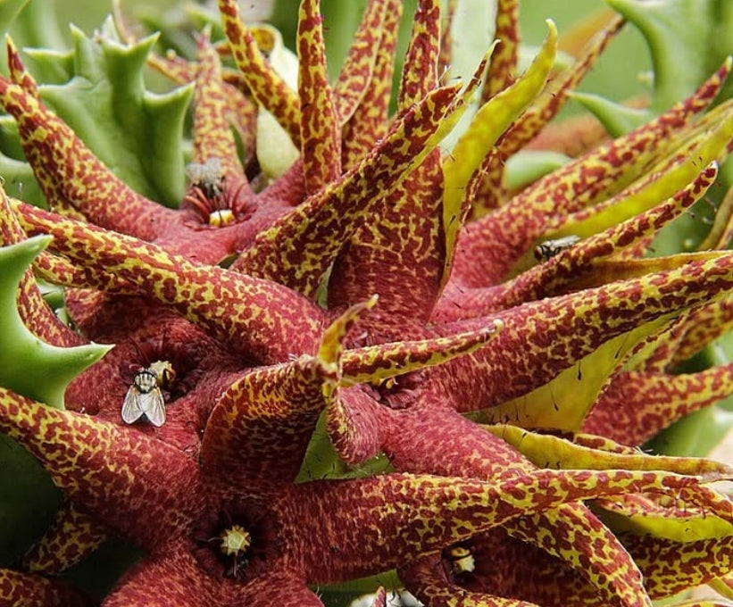 Orbea Lutea SSP. Vaga seeds