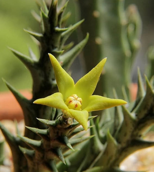 Orbea denboefii seeds
