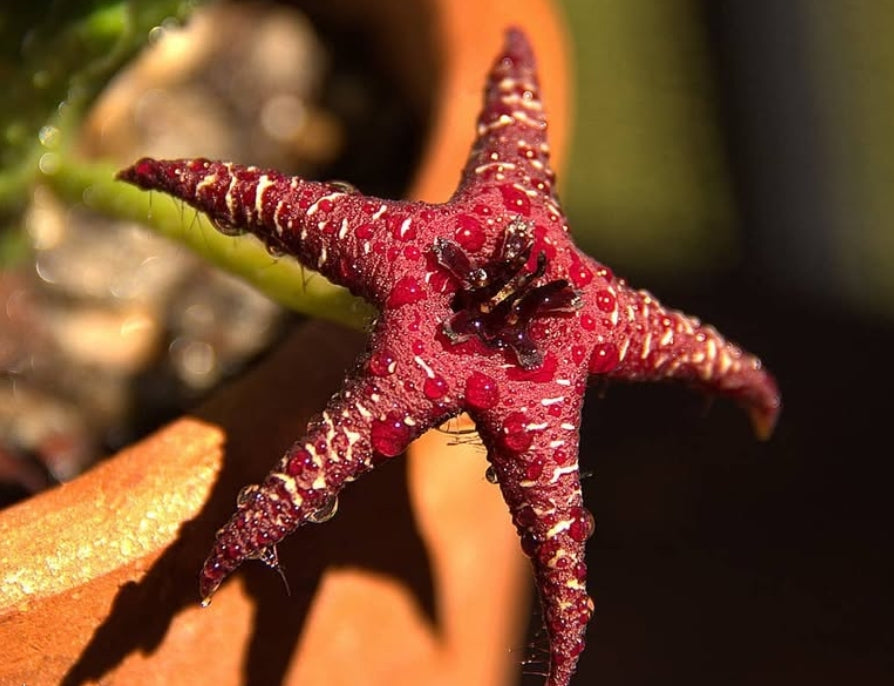 Orbea Starlight seeds