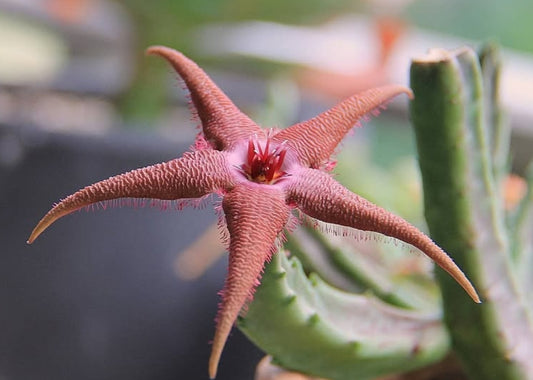 Stapelia schinzii x flavopurpurea seeds