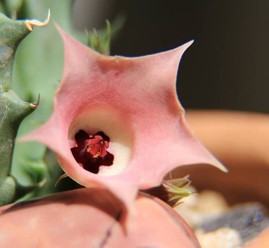 Huernia cv rose seeds