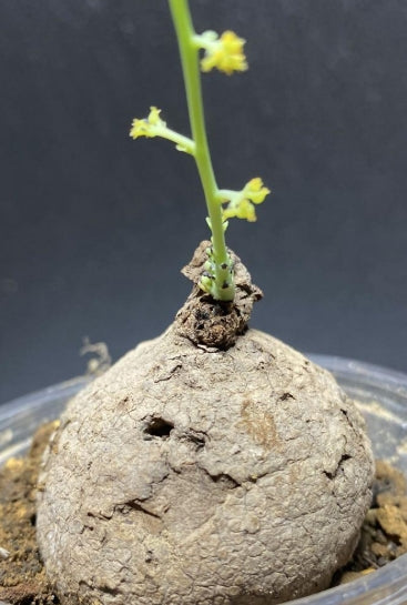 Stephania Erecta seeds