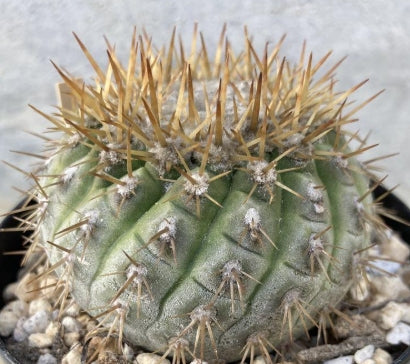 Copiapoa columna-alba seeds