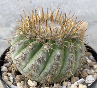 Copiapoa columna-alba seeds