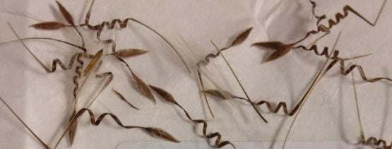 Pelargonium crithmifolium seeds