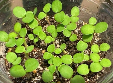 Monadenium magnificum seeds