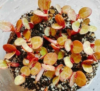Monadenium magnificum seeds