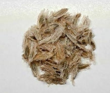 Fouquieria macdougalii seeds