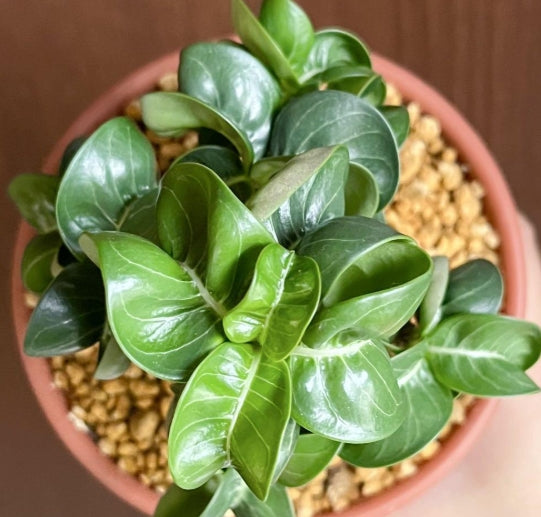 Dorset Horn Adenium Bang Wang seeds