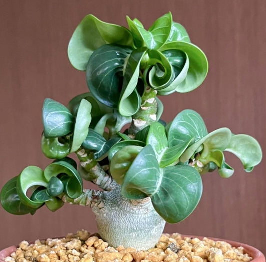 Dorset Horn Adenium Bang Wang seeds