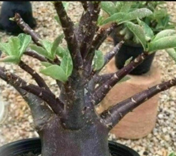Adenium Black KHZ x Choco seeds