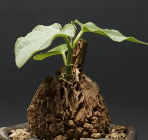 Matelea cyclophylla seeds