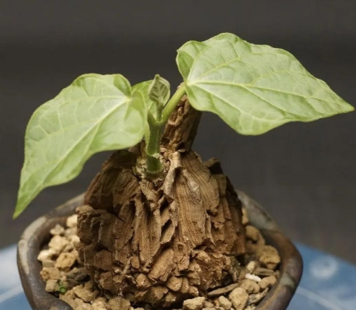 Matelea cyclophylla seeds