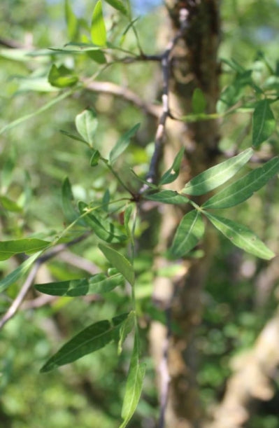 Bursera fagaroides 'Elongata' seeds