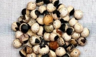 Bursera rupicola seeds