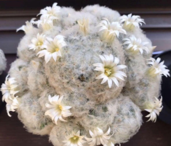 Mammillaria plumosa seeds
