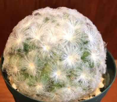 Mammillaria plumosa seeds