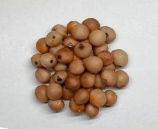 Bursera copallifera seeds