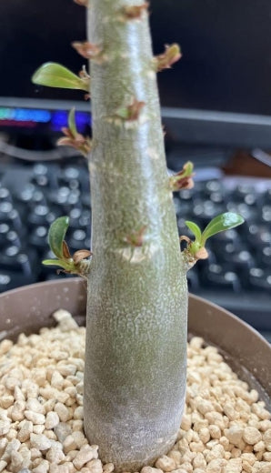 Adenium Tyson seeds