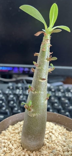 Adenium Tyson seeds