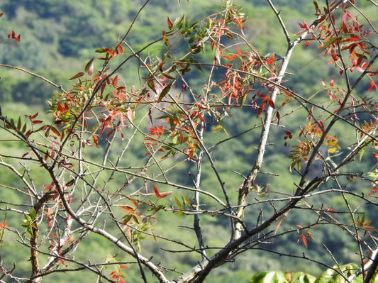 Bursera fragilis seeds