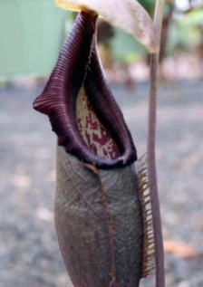 Nepenthes Bongso seeds