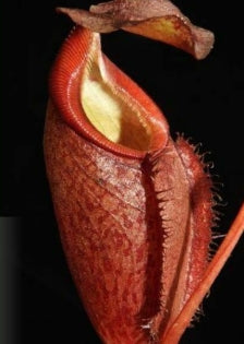 Nepenthes gymnamphora seeds